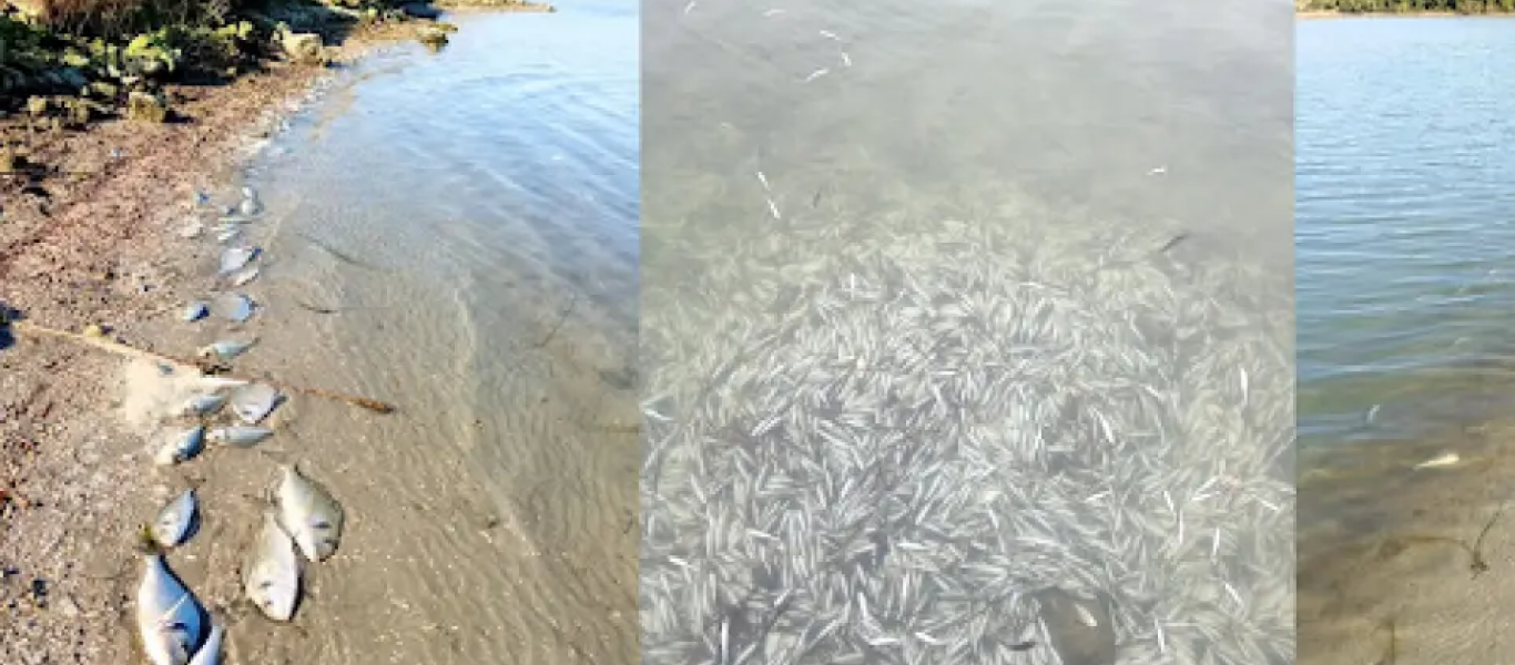Ηγουμενίτσα: Νεκρά λόγω του ψύχους περίπου 370.000 ψάρια 12 ειδών στη λιμνοθάλασσα Δρεπάνου (βίντεο)