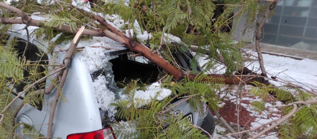 Κακοκαιρία: Έπεσε δέντρο πάνω στο αμάξι σας; – Δείτε από ποιον θα αποζημιωθείτε