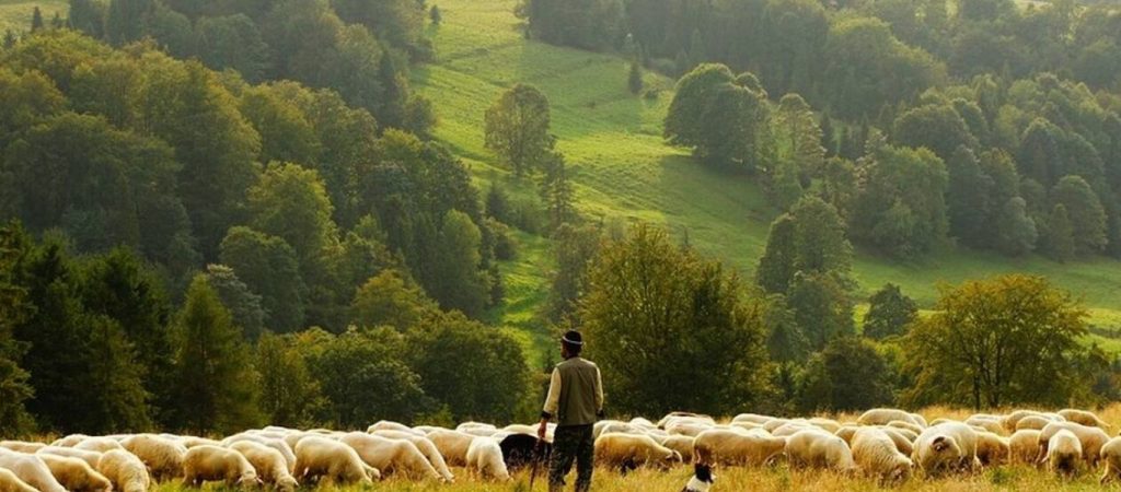 Απειλούνται κτηνοτρόφοι με πλειστηριασμούς και κατασχέσεις – Επιστολή προς τον Πρωθυπουργό