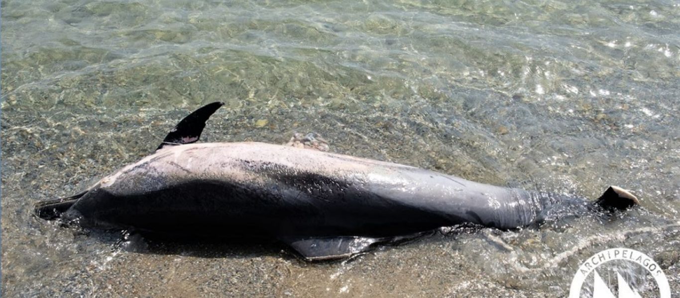 Νεκρά δελφίνια με κομμένα πτερύγια ξεβράστηκαν στη Σάμο – «Πιαστήκαν και θανατώθηκαν σκόπιμα» (βίντεο)
