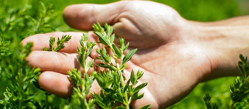 «Βιολογική Γεωργία»: Πρόσκληση υποβολής αιτήσεων στο μέτρο δαπάνης 490 εκατ. ευρώ – Ποια είναι η διαδικασία