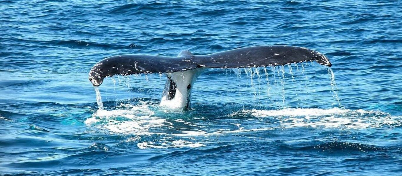 Μικρή φάλαινα εξόκειλε στη Βουλιαγμένη αλλά ευτυχώς διασώθηκε! (βίντεο)