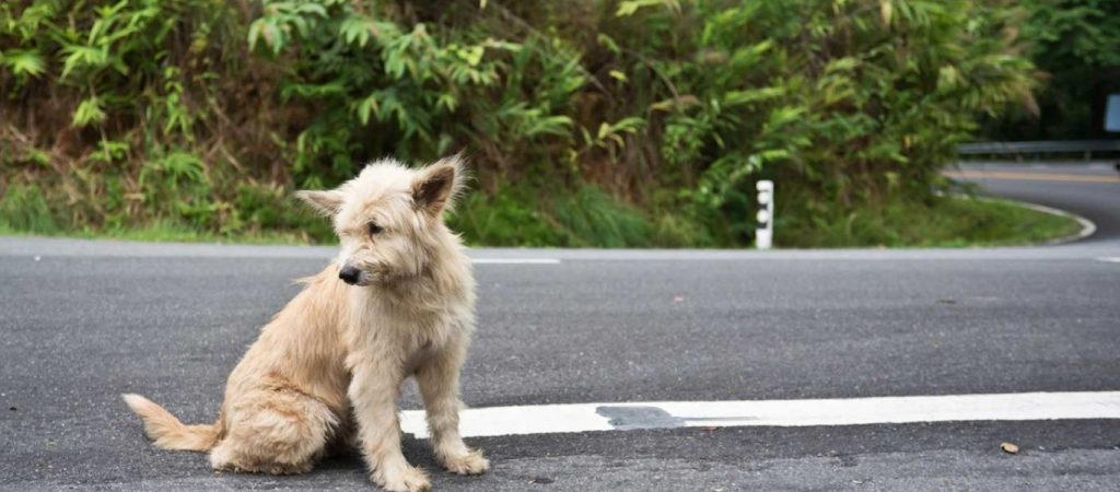 Πολίτες στο Ελληνικό δίνουν το φιλί της ζωής σε σκύλο που χτυπήθηκε από ηλεκτρικό ρεύμα (βίντεο)