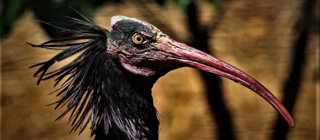 Η κακοκαιρία «χτύπησε» το Αττικό Πάρκο: Χάθηκαν 32 πουλιά – Έκκληση για τον εντοπισμό τους