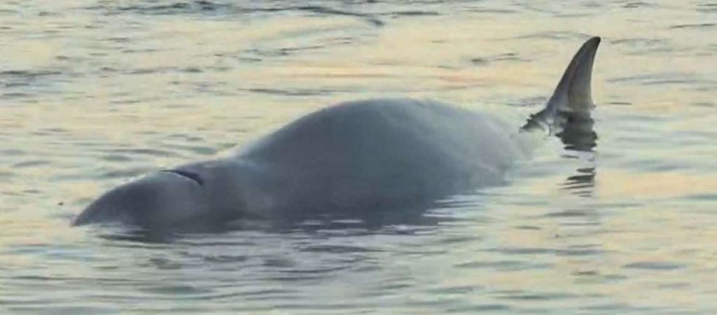 Η διευθύντρια ερευνών του ΕΛΚΕΘΕ εξηγεί πως μπορεί να βρέθηκε η φάλαινα στην παραλία Αλίμου