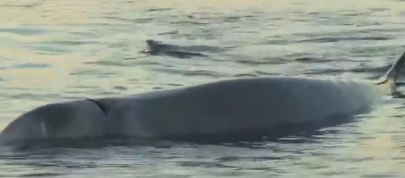 Αίσιο τέλος για την φάλαινα του Αλίμου: Ανταποκρίνεται στην ιατρική αγωγή και μεταφέρθηκε σε βαθύτερη περιοχή
