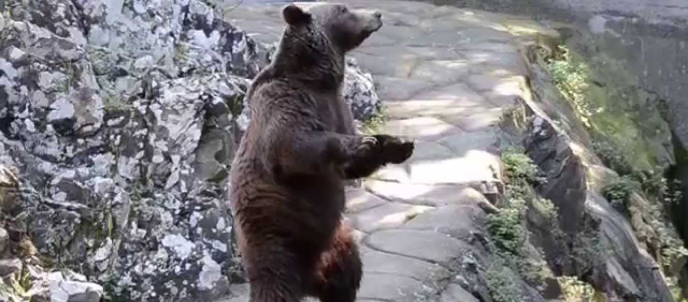 Ουζμπεκιστάν: Γυναίκα πέταξε κοριτσάκι μέσα σε κλουβί αρκούδας σε ζωολογικό κήπο
