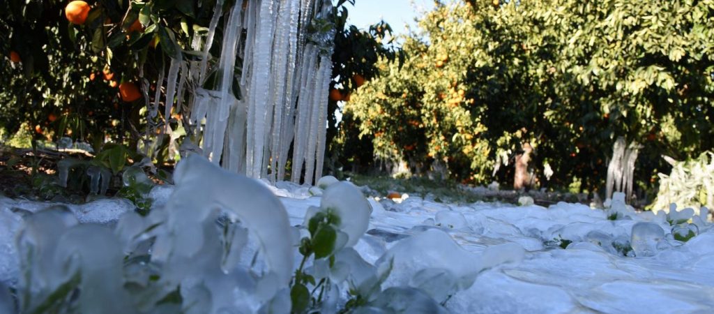 Κακοκαιρία «Ελπίς»: Το μεγαλύτερο μέρος από τα εσπεριδοειδή δεν είναι εμπορεύσιμο!