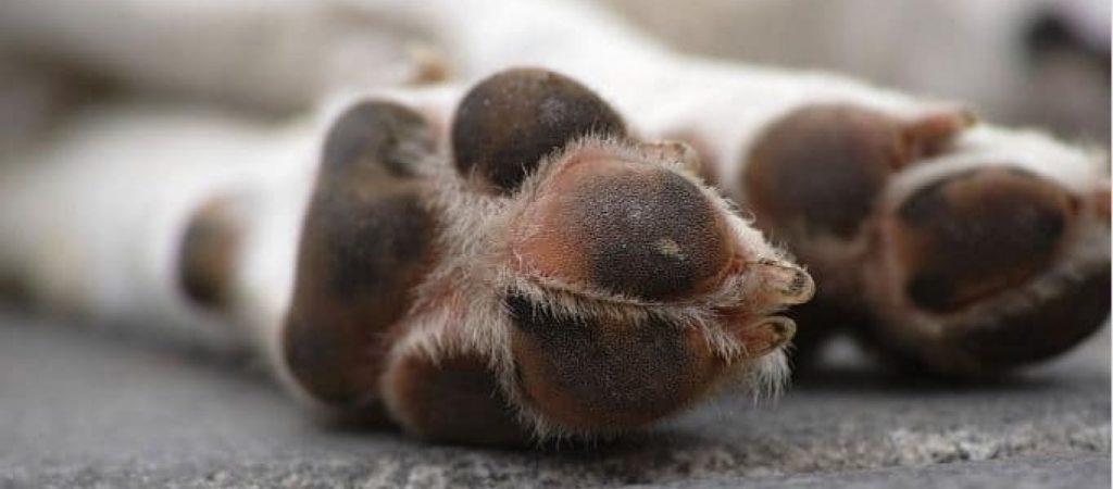 Ηλεία: Άγνωστοι σκότωσαν σκυλιά με δηλητηριασμένα πουλιά!