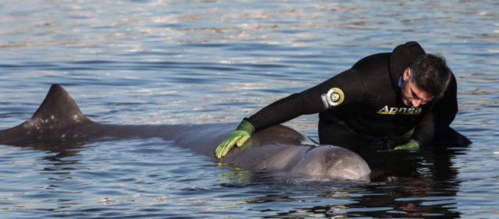 Εθεάθη στη Σαλαμίνα σε καλύτερη κατάσταση η φάλαινα που βρέθηκε τραυματισμένη στον Άλιμο – Τι λένε οι ειδικοί (βίντεο)