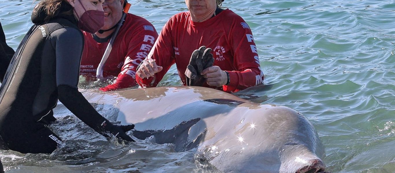 Δυσάρεστα νέα για την φάλαινα που ξεβράστηκε στον Άλιμο – Επέστρεψε σε ρηχά νερά (φωτό)