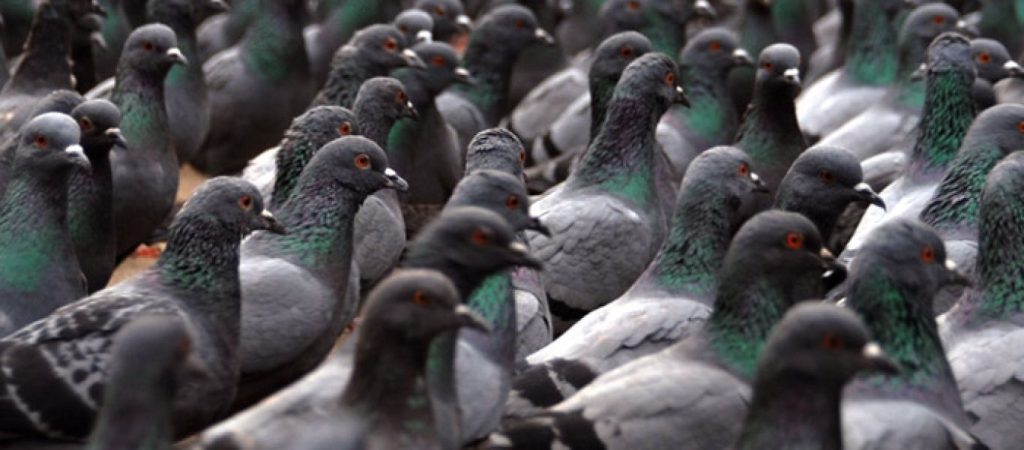 Έχετε αναρωτηθεί; – Γιατί δεν βλέπουμε μικρά περιστέρια στους δρόμους;