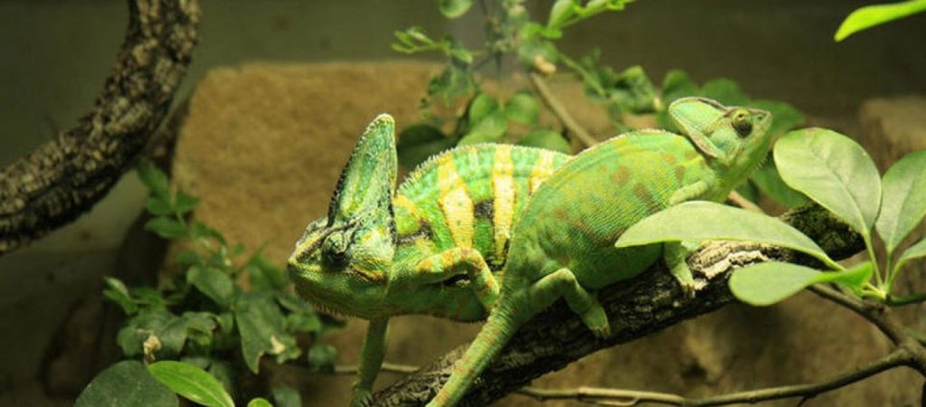 Το γνωρίζατε; – Τι σχέση έχει ο χαμαιλέοντας με τη μαύρη ύλη του σύμπαντος;