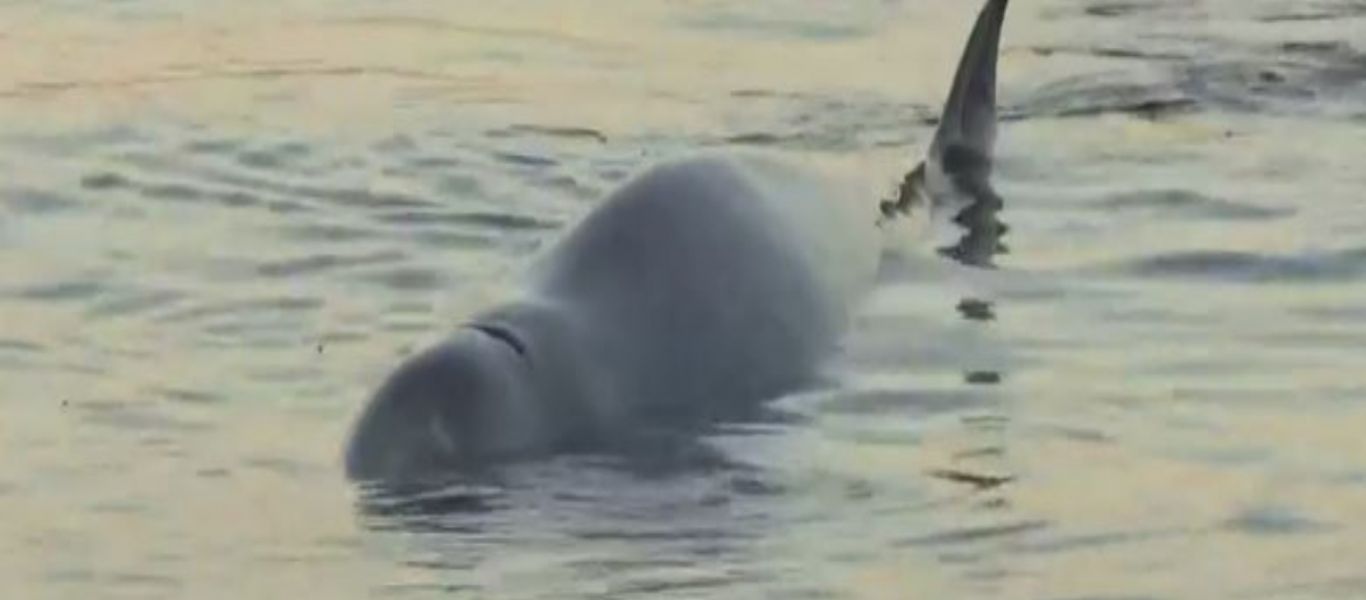 Πάλι στα ρηχά η φάλαινα του Αλίμου – Ελάχιστες οι πιθανότητες για θετική έκβαση της περιπέτειας της
