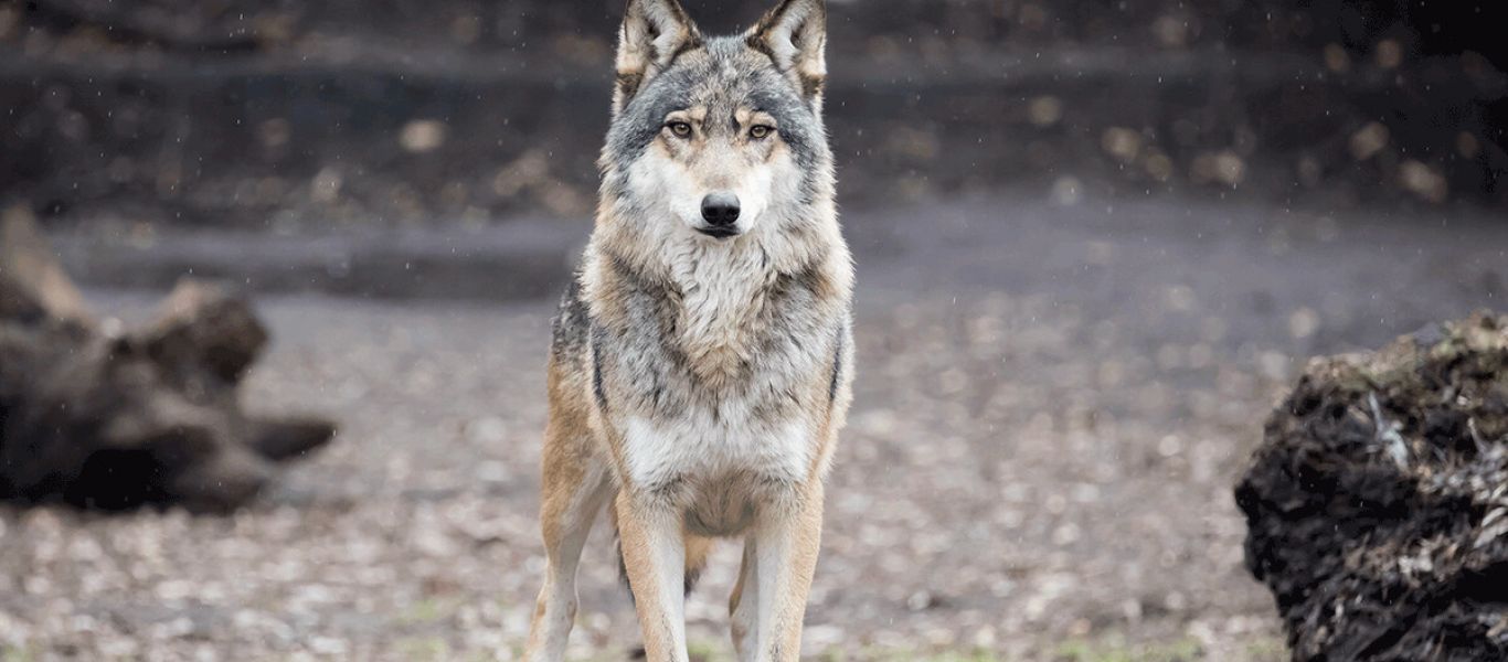Επικύνδυνος ο λύκος που κυκλοφορεί στον Διόνυσο – Φέρεται να πήδηξε τη μάντρα ενός σπιτιού