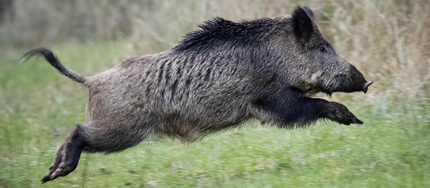 «Συναγερμός» για την εκρηκτική αύξηση των αγριογούρουνων στην Ελλάδα – Τι αναφέρουν οι ειδικοί