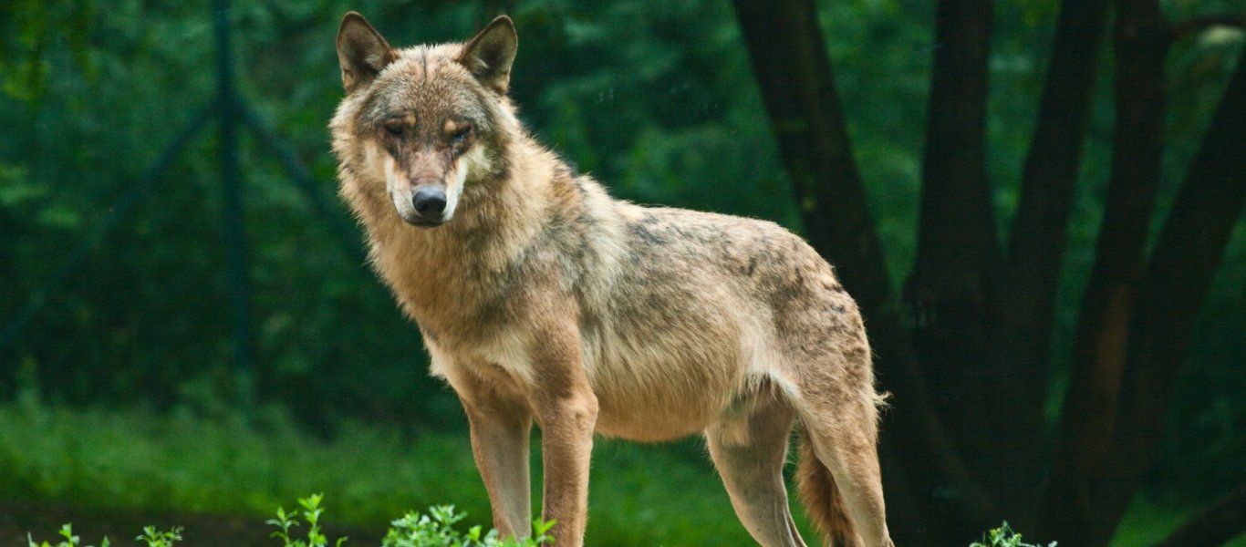 Σε επιφυλακή ο Δήμος Διονύσου – Προσοχή λόγω της εμφάνισης λύκου!