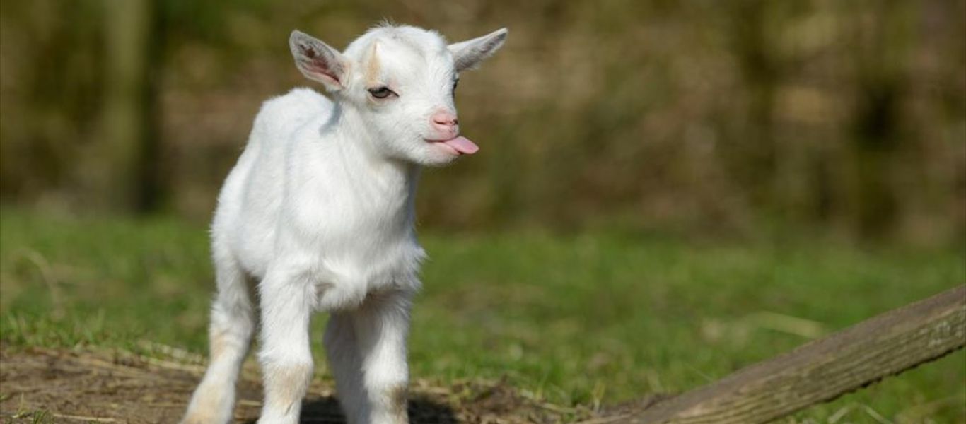Φρίκη στην Κάρυστο: Πέταξαν στη θάλασσα κατσικάκι και το άφησαν να πνιγεί