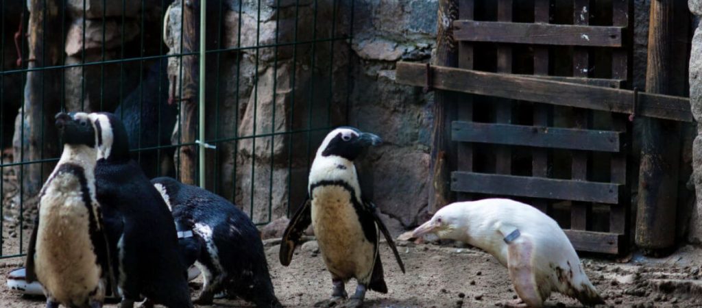 Νέα Υόρκη: Ζευγάρι αρσενικών πιγκουίνων σε ρόλο ανάδοχων γονιών – Έγιναν μπαμπάδες επωάζοντας αυγά