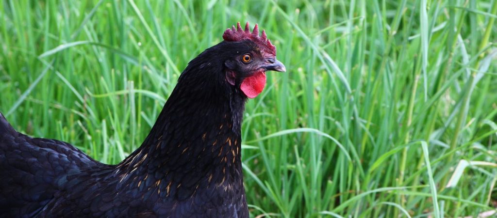 ΗΠΑ: Κότα ”εισβολέας” επιχείρησε να μπει στο Πεντάγωνο