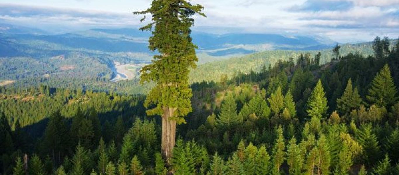 Αυτό είναι το ψηλότερο δέντρο στον κόσμο – Είναι 115,61 μέτρα (φωτο)