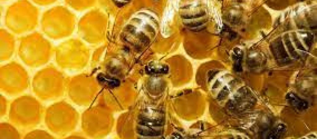 Βραζιλία: Ακαριαίο θάνατο βρήκε γυναίκα μετά από…100 τσιμπήματα μελισσών
