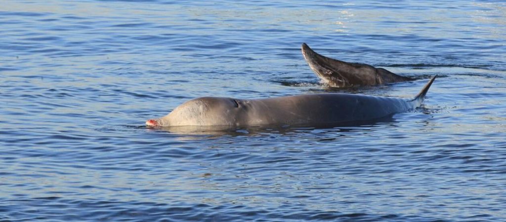Φάλαινα Αλίμου: Τι έδειξε η νεκροψία; – Αυτά είναι τα πιθανά αίτια θανάτου της