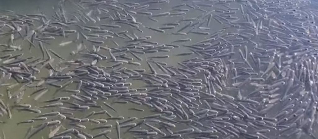 Αλεξανδρούπολη: Χιλιάδες ψάρια βγήκαν στο λιμάνι – Πώς εξηγούν το φαινόμενο οι ειδικοί (βίντεο)