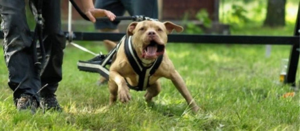 Δείτε πως μπορεί κανείς να σταματήσει ένα σκύλο σε περίπτωση επίθεσης (βίντεο)