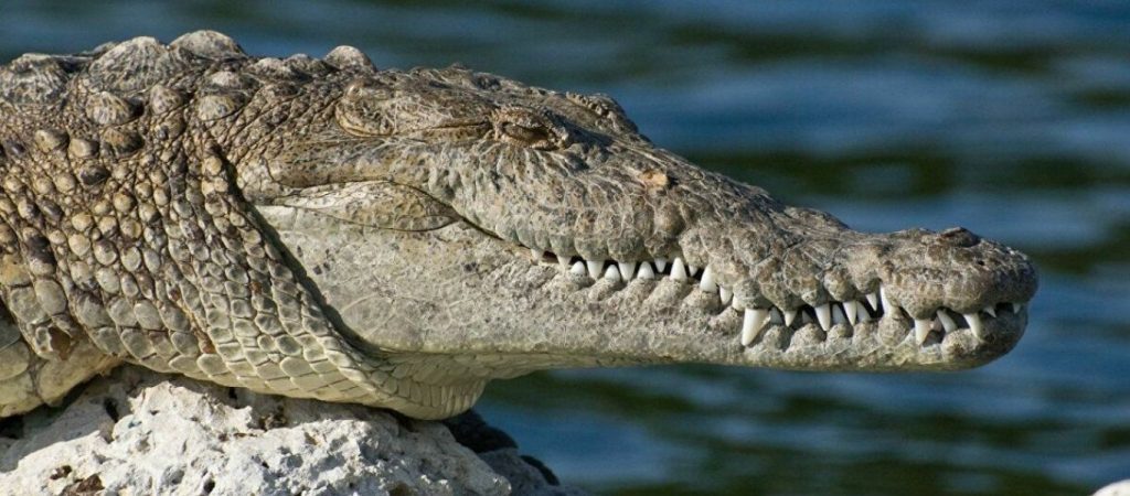 Αυστραλία: Κροκόδειλος πήρε στο… κυνήγι φύλακα που πήγε να τον ταΐσει (βίντεο)