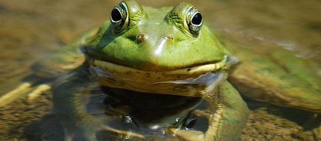 Δέκα απίθανα πράγματα που δεν ξέρατε για τα ζώα – Πώς πίνουν νερό οι βάτραχοι και άλλες απίστευτες πληροφορίες