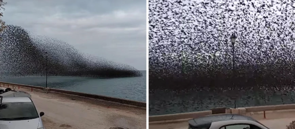 Εντυπωσιακό θέαμα στο Ρίο – «Μαύρισε» ο ουρανός από σμήνος με ψαρόνια (βίντεο)