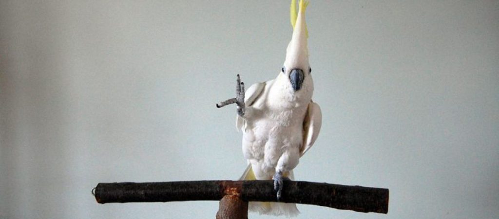 Πτηνό… χορευτής εκτελεί 14 διαφορετικές κινήσεις και γίνεται viral (βίντεο)