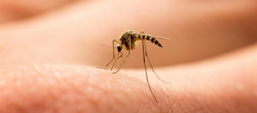 Νέα έρευνα: Το χρώμα που βλέπουν τα κουνούπια & τα προσελκύει για να μας… τσιμπήσουν