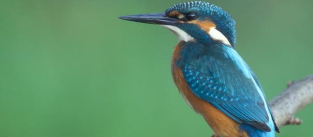 Αλκυονίδες μέρες: Τι ακριβώς είναι; – Ο μύθος της Αλκυόνης