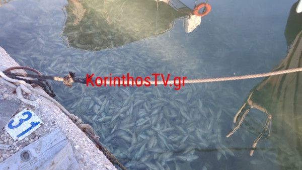Γέμισε με νεκρά ψάρια το λιμάνι της Κορίνθου (φώτο-βίντεο)