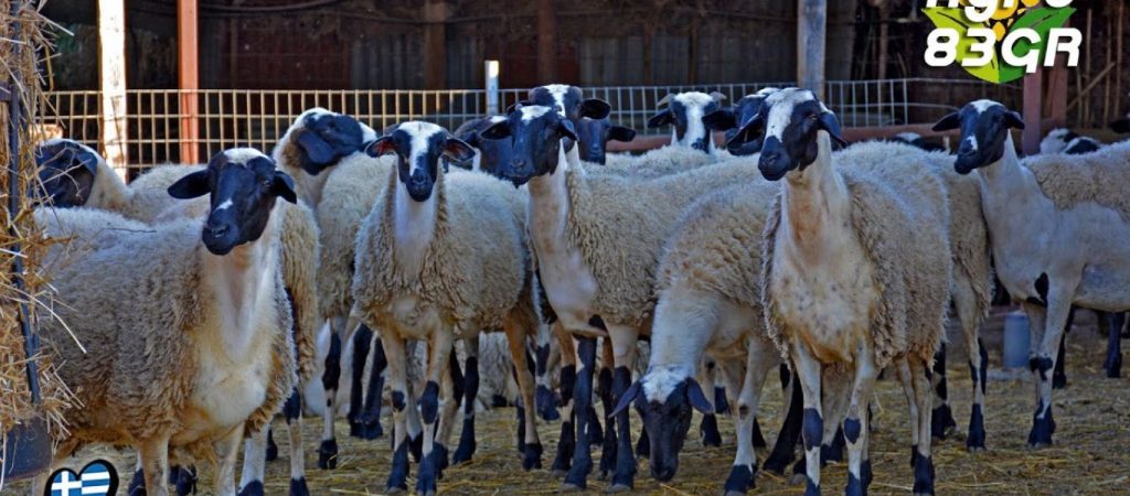 Ακτιβιστές αγόρασαν προβατίνες από κτηνοτρόφο και τις…απελευθέρωσαν σε καταφύγιο στην Εύβοια!