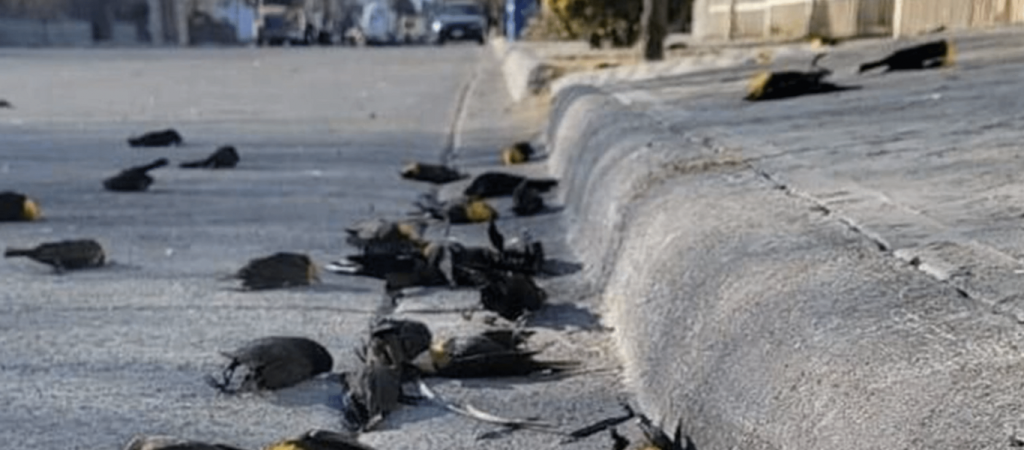 Μεξικό: Μυστήριο με τον ξαφνικό μαζικό θάνατο εκατοντάδων πουλιών – Ιός ή ατμοσφαιρική ρύπανση η αιτία;