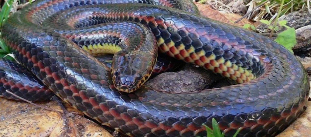 Έκρυψε 52 ζωντανά φίδια και σαύρες στο… παντελόνι του για να τα εισάγει στις ΗΠΑ