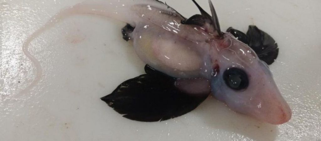 Ανακαλύφθηκε σπάνιος καρχαρίας – φάντασμα στη Νέα Ζηλανδία