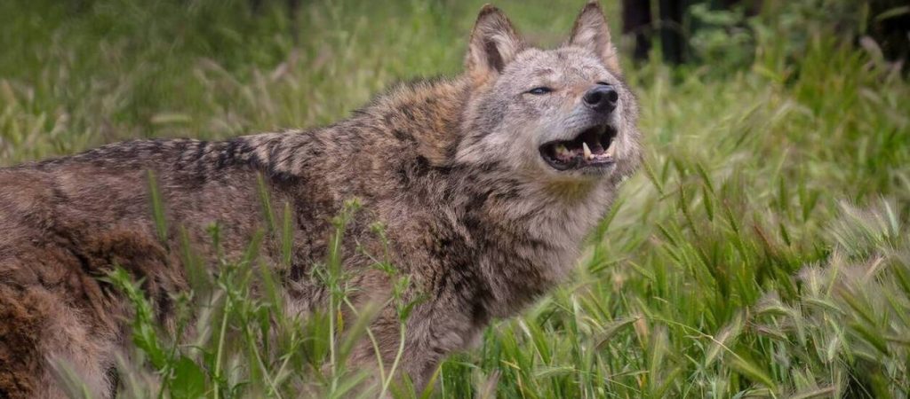 Βρέθηκε νεκρός λύκος στο Καπανδρίτι – Μυστήριο τα αίτια του θανάτου του