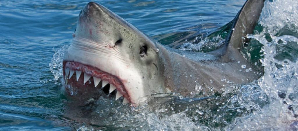 Αυστραλία: Βρετανός εκπαιδευτής καταδύσεων ο άτυχος άνθρωπος που βρήκε φρικτό θάνατο από λευκό καρχαρία
