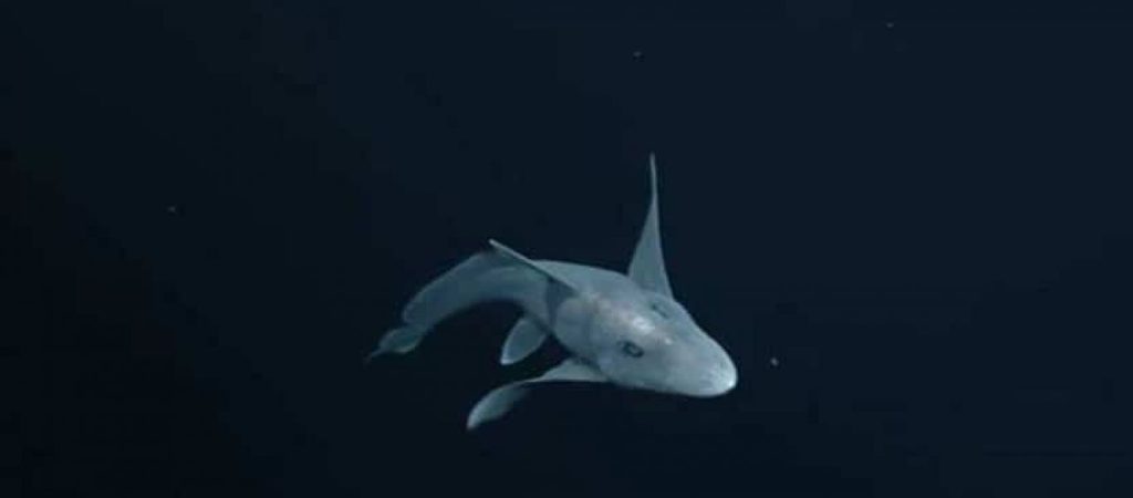 Τρομακτικός: Τι είναι ο καρχαρίας φάντασμα που βρέθηκε πρόσφατα;