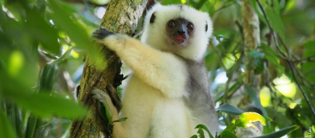 Οδηγούνται σε αφανισμό: Δέκα είδη ζώων που είναι υπό εξαφάνιση