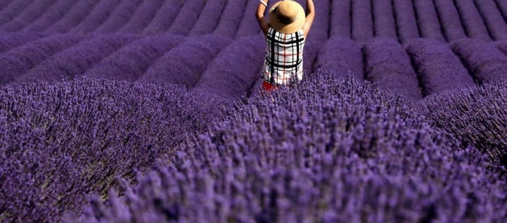 Ενισχύσεις σε λεβάντα, ξηρά σύκα, επιτραπέζια ελιά και καπνό – Από 57 έως 90 ευρώ το στρέμμα