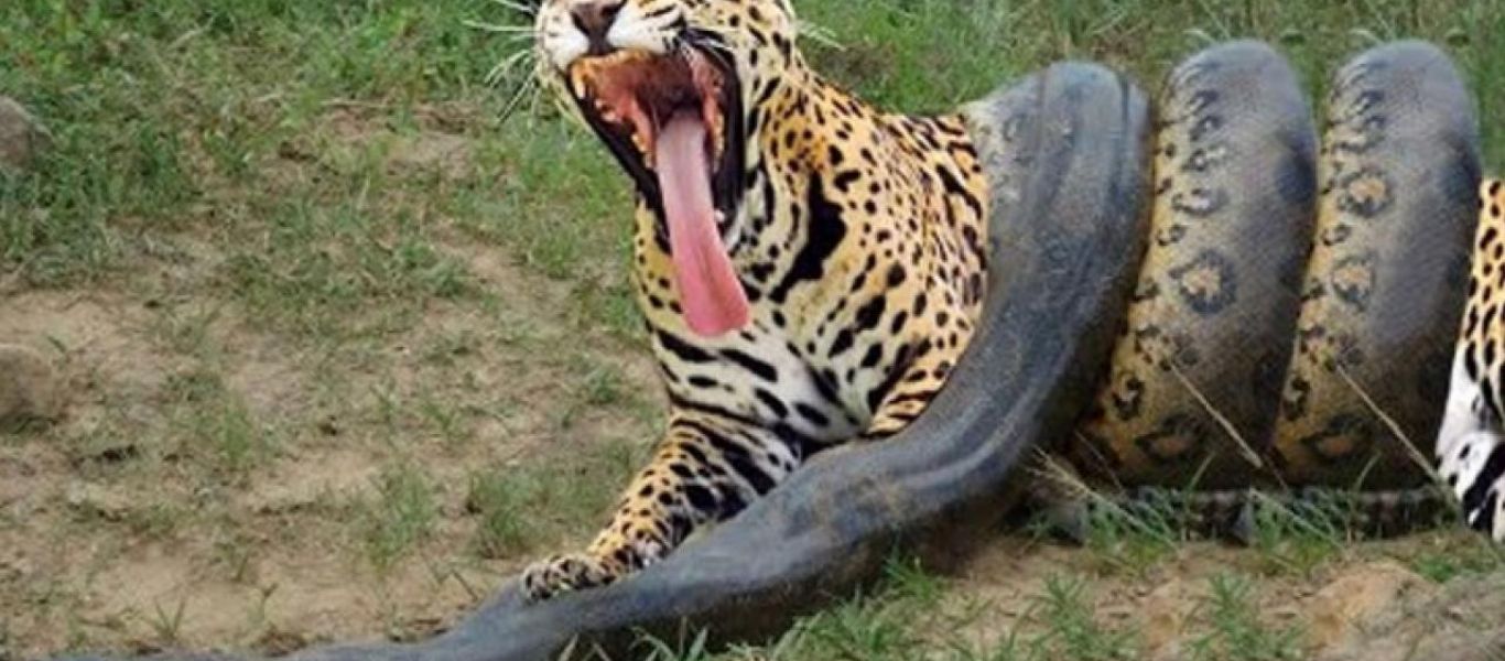Μάχη ιαγουάρου με τεράστια ανακόντα του Αμαζονίου – Ποιος θα νικήσει; (βίντεο)