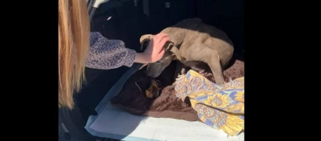 Καλιφόρνια: Σκύλος βρήκε ξανά την οικογένειά του μετά από 12 χρόνια (βίντεο)