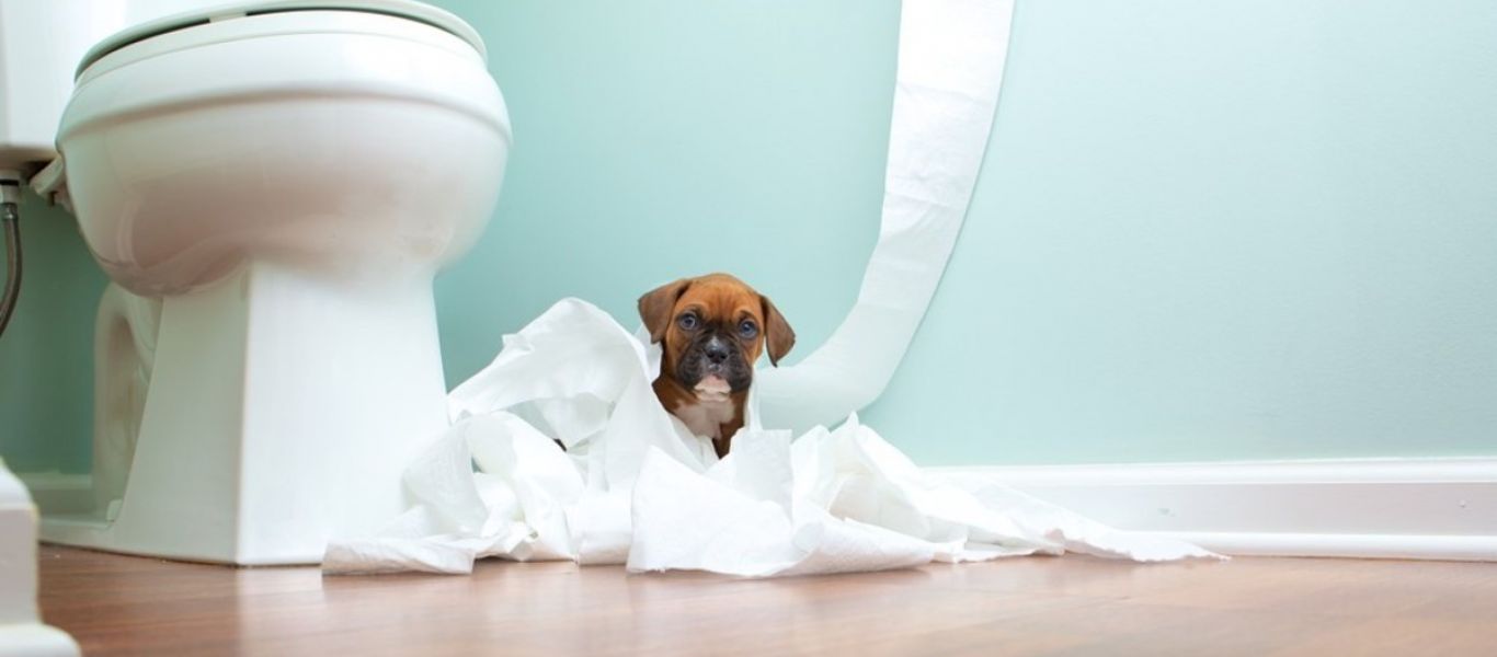 Έχετε αναρωτηθεί; – Τι σημαίνει όταν ο σκύλος σας ακολουθεί στο μπάνιο;