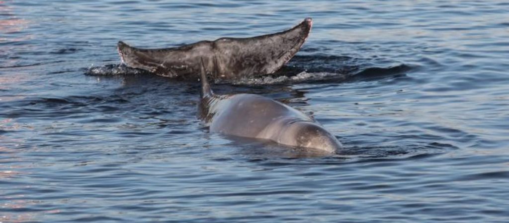 Βίντεο: Διάσωση ραμφοφάλαινας που είχε εξοκείλει στην Κέρκυρα