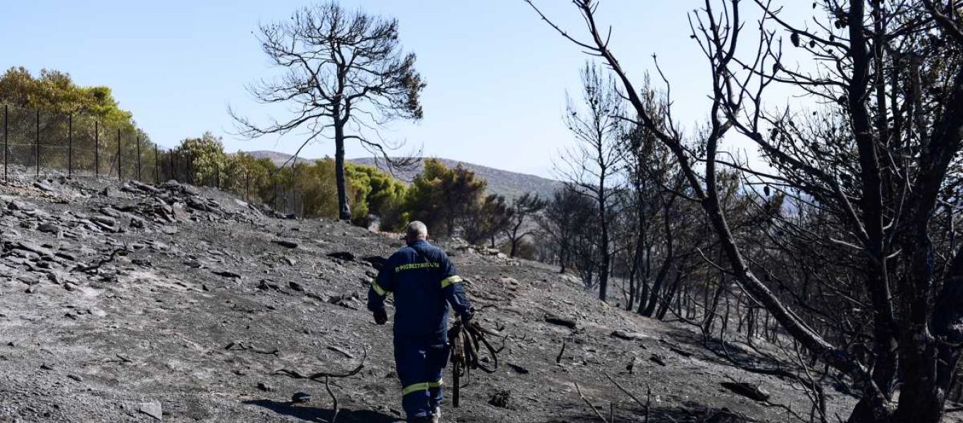 Δύο αναδασώσεις στη Β. Εύβοια – Φυτεύτηκαν 4.000 δέντρα σε καμένες εκτάσεις